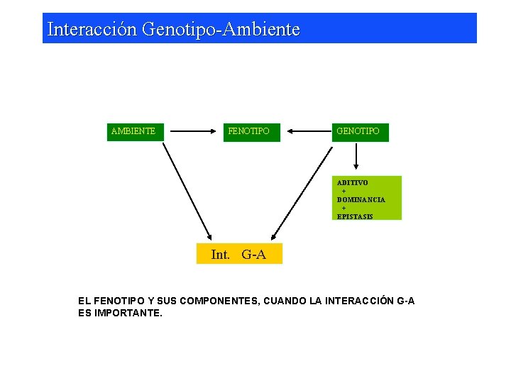 Interacción Genotipo-Ambiente AMBIENTE FENOTIPO GENOTIPO ADITIVO + DOMINANCIA + EPISTASIS Int. G-A EL FENOTIPO