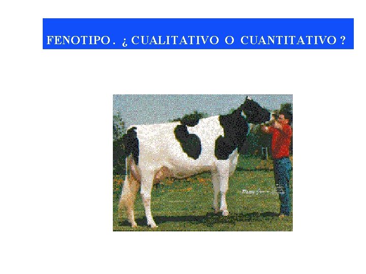 FENOTIPO. ¿ CUALITATIVO O CUANTITATIVO ? 