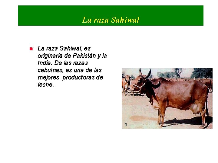 La raza Sahiwal n La raza Sahiwal, es originaria de Pakistán y la India.