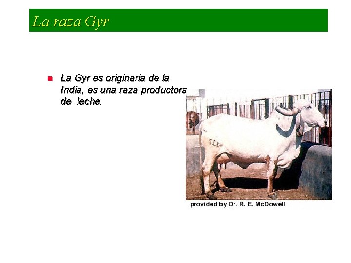 La raza Gyr n La Gyr es originaria de la India, es una raza