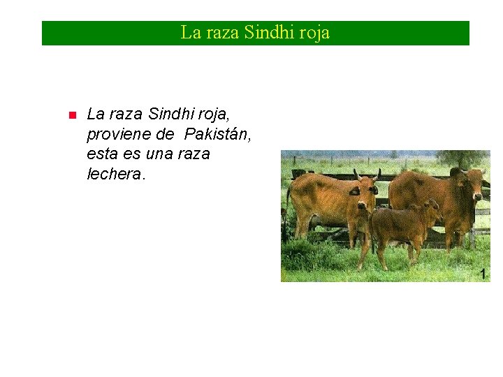 La raza Sindhi roja n La raza Sindhi roja, proviene de Pakistán, esta es