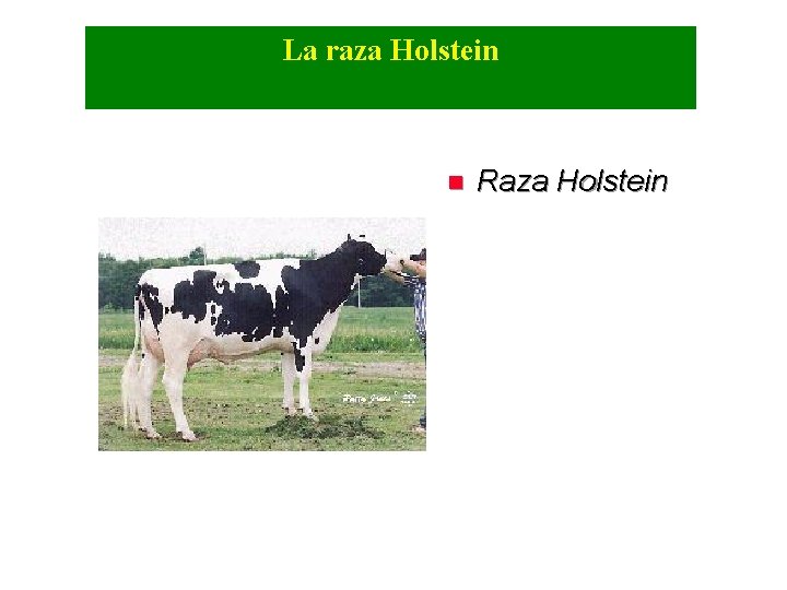 La raza Holstein n Raza Holstein 