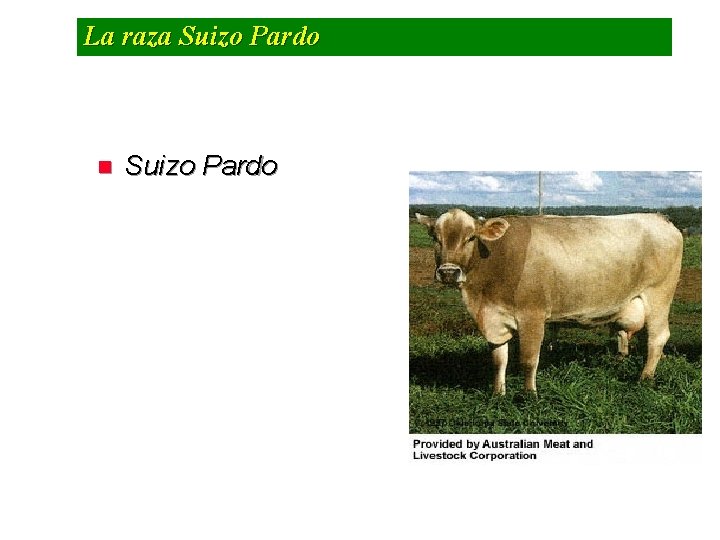 La raza Suizo Pardo n Suizo Pardo 