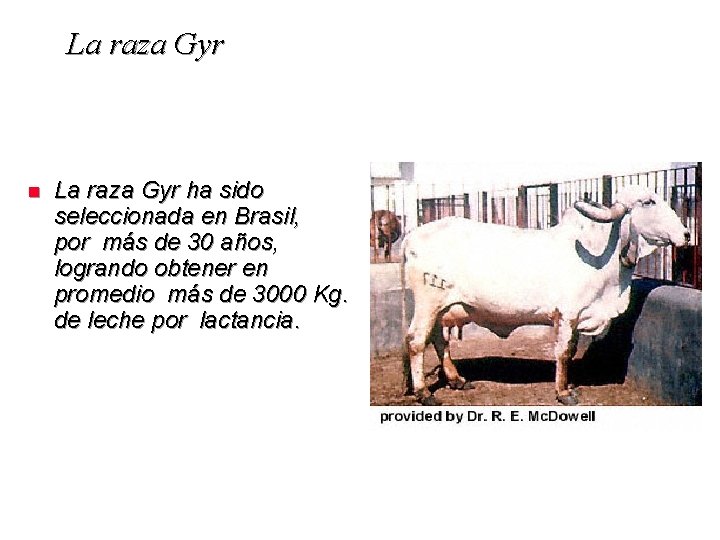 La raza Gyr n La raza Gyr ha sido seleccionada en Brasil, por más