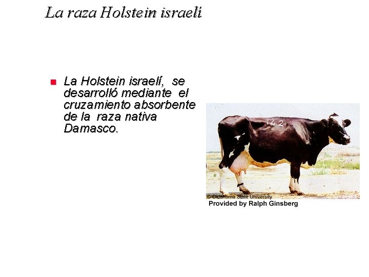 La raza Holstein israelí n La Holstein israelí, se desarrolló mediante el cruzamiento absorbente
