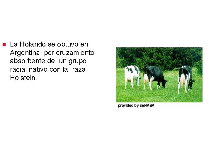 La raza Holando n La Holando se obtuvo en Argentina, por cruzamiento absorbente de