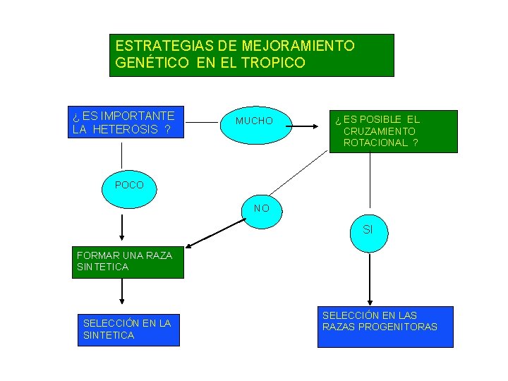ESTRATEGIAS DE MEJORAMIENTO GENÉTICO EN EL TROPICO ¿ ES IMPORTANTE LA HETEROSIS ? MUCHO