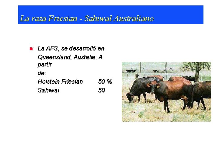 La raza Friesian - Sahiwal Australiano n La AFS, se desarrolló en Queensland, Austalia.