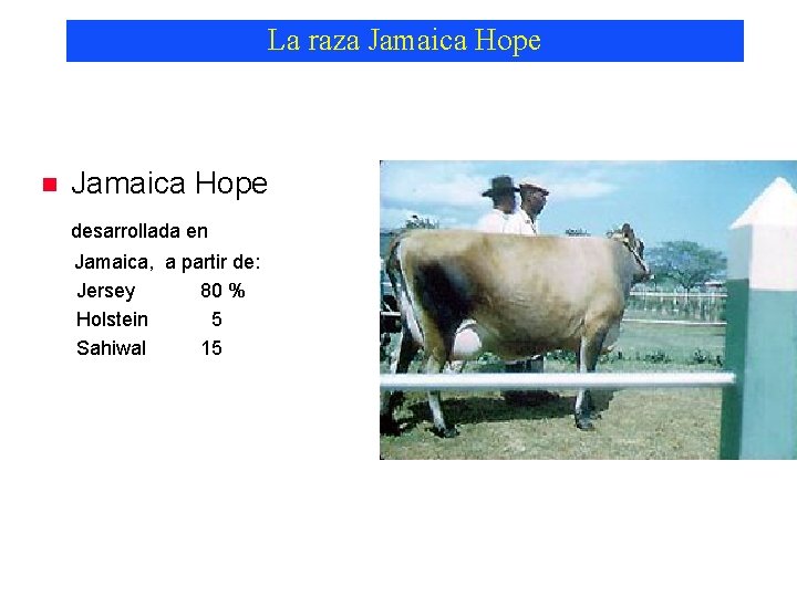 La raza Jamaica Hope n Jamaica Hope desarrollada en Jamaica, a partir de: Jersey