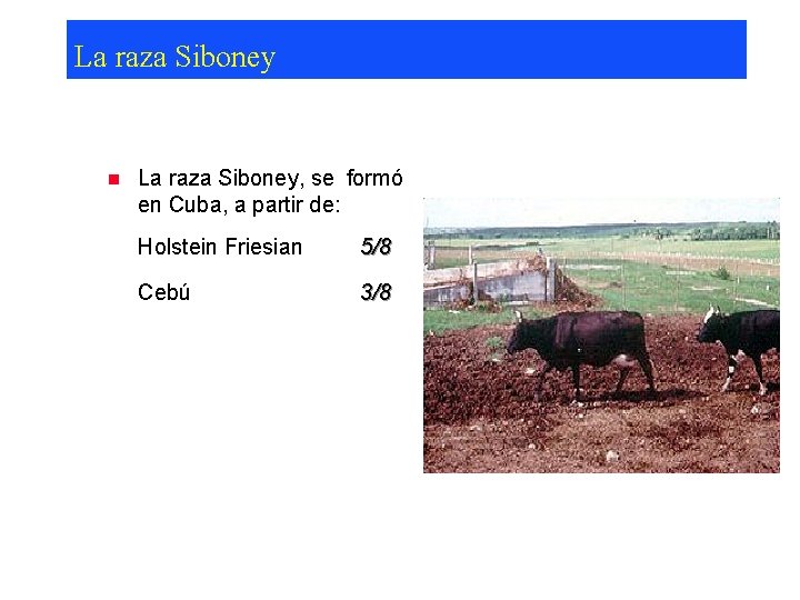 La raza Siboney n La raza Siboney, se formó en Cuba, a partir de: