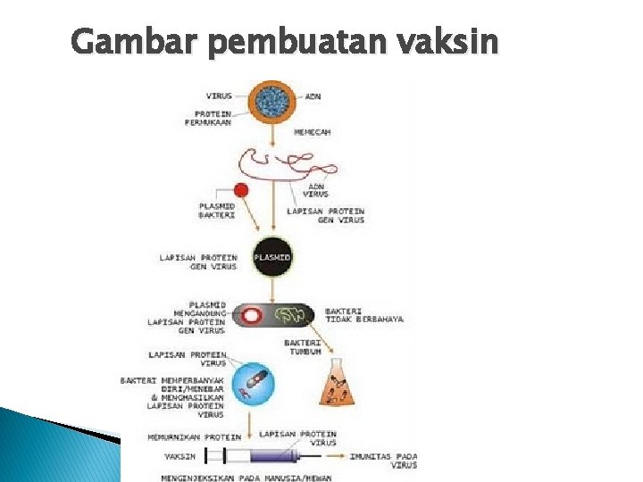 Gambar pembuatan vaksin 