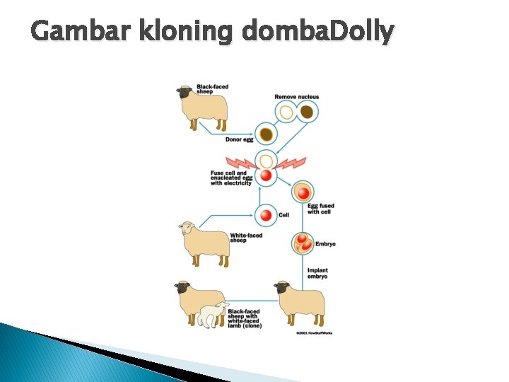 Gambar kloning domba. Dolly 