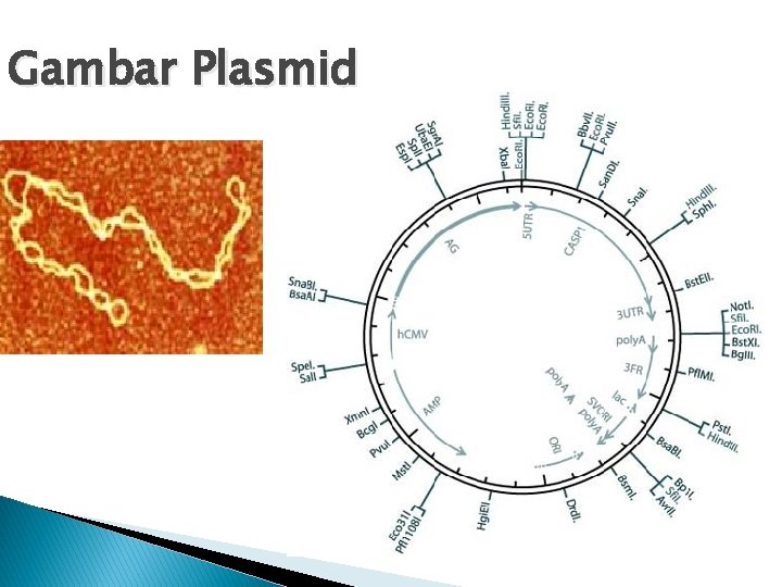 Gambar Plasmid 