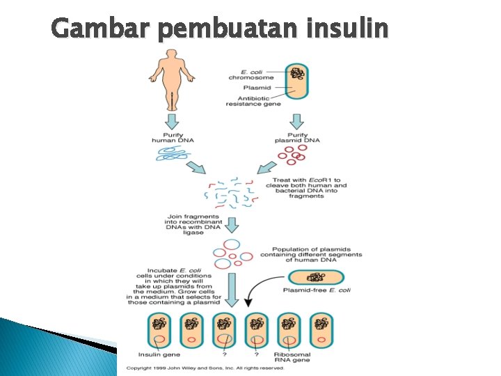 Gambar pembuatan insulin 