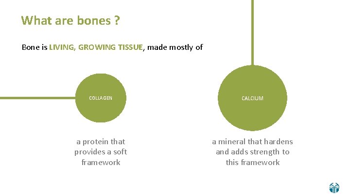 What are bones ? Bone is LIVING, GROWING TISSUE, made mostly of COLLAGEN CALCIUM