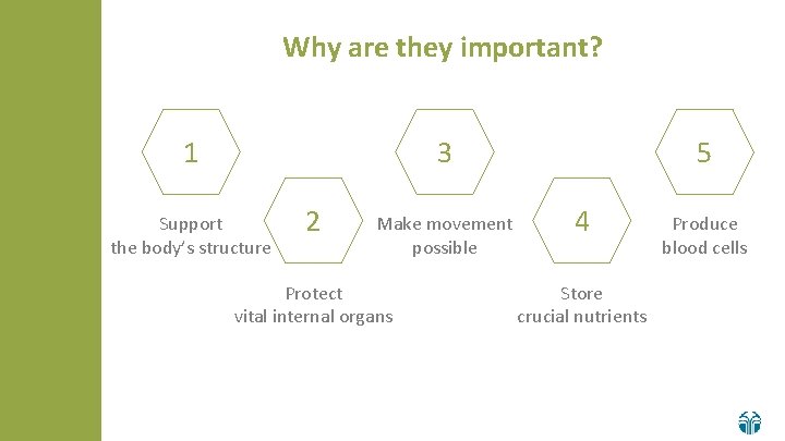 Why are they important? 3 1 Support the body’s structure 2 Make movement possible