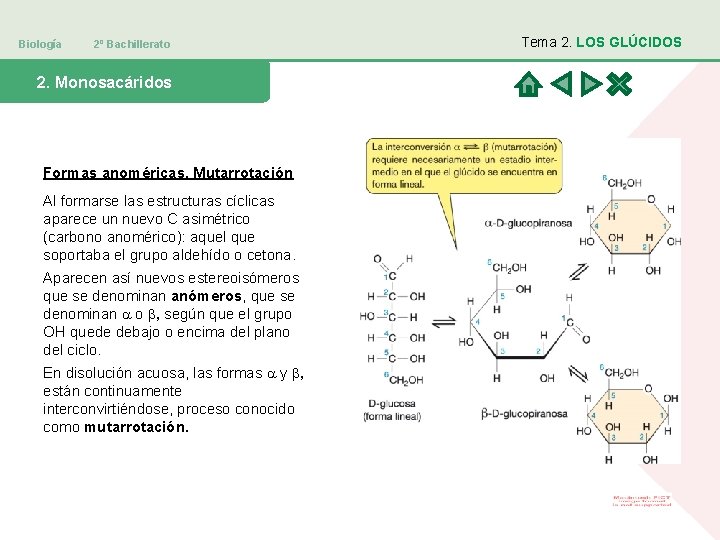 Biología 2º Bachillerato 2. Monosacáridos Formas anoméricas. Mutarrotación Al formarse las estructuras cíclicas aparece