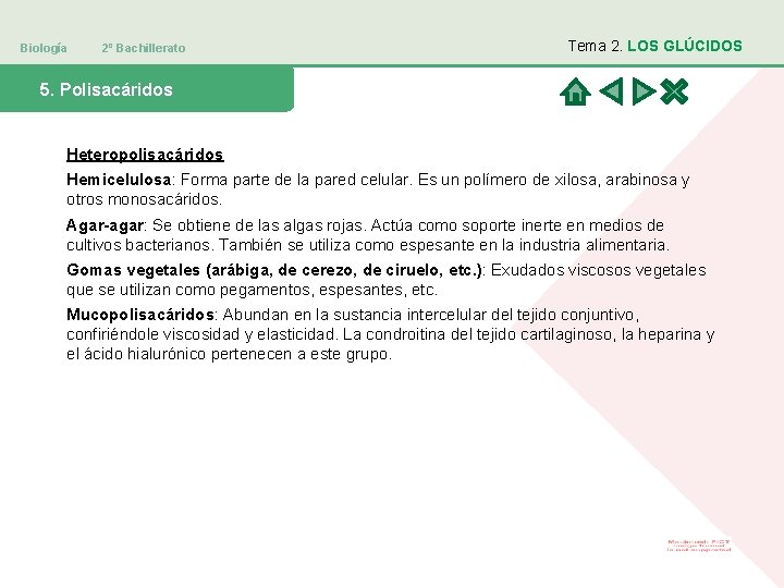 Biología 2º Bachillerato Tema 2. LOS GLÚCIDOS 5. Polisacáridos Heteropolisacáridos Hemicelulosa: Forma parte de