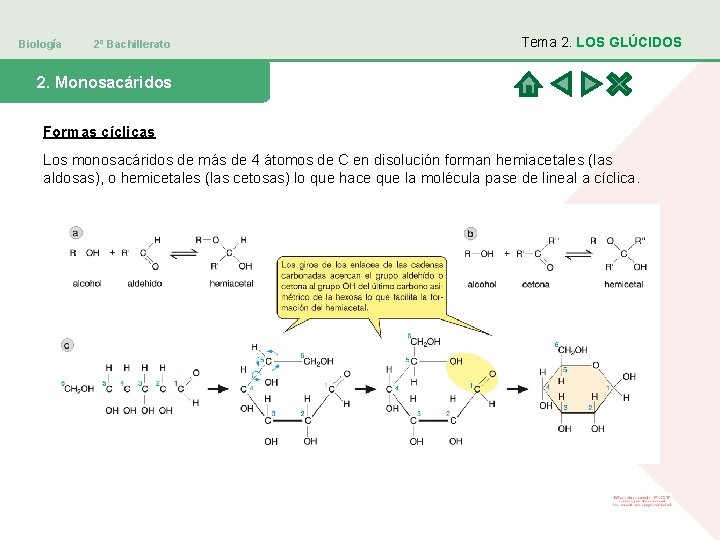 Biología 2º Bachillerato Tema 2. LOS GLÚCIDOS 2. Monosacáridos Formas cíclicas Los monosacáridos de