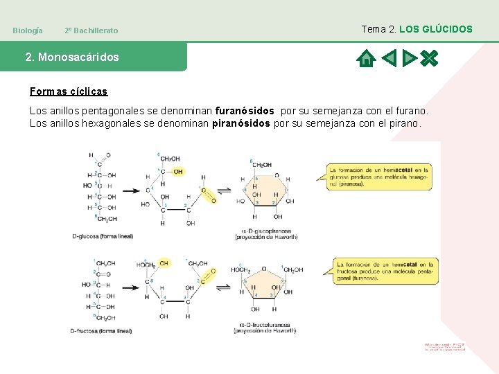 Biología 2º Bachillerato Tema 2. LOS GLÚCIDOS 2. Monosacáridos Formas cíclicas Los anillos pentagonales