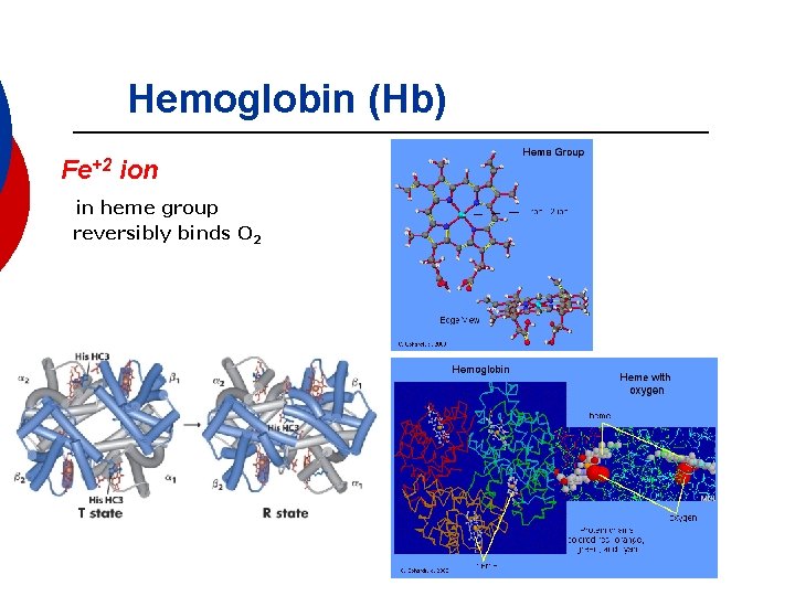 Hemoglobin (Hb) Fe+2 ion in heme group reversibly binds O 2 