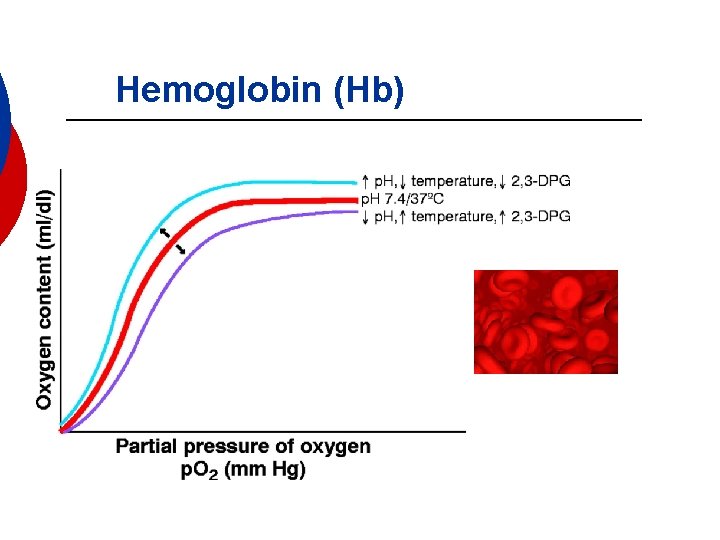 Hemoglobin (Hb) 