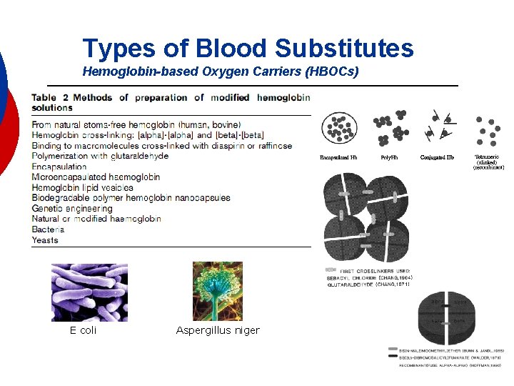 Types of Blood Substitutes Hemoglobin-based Oxygen Carriers (HBOCs) E coli Aspergillus niger 