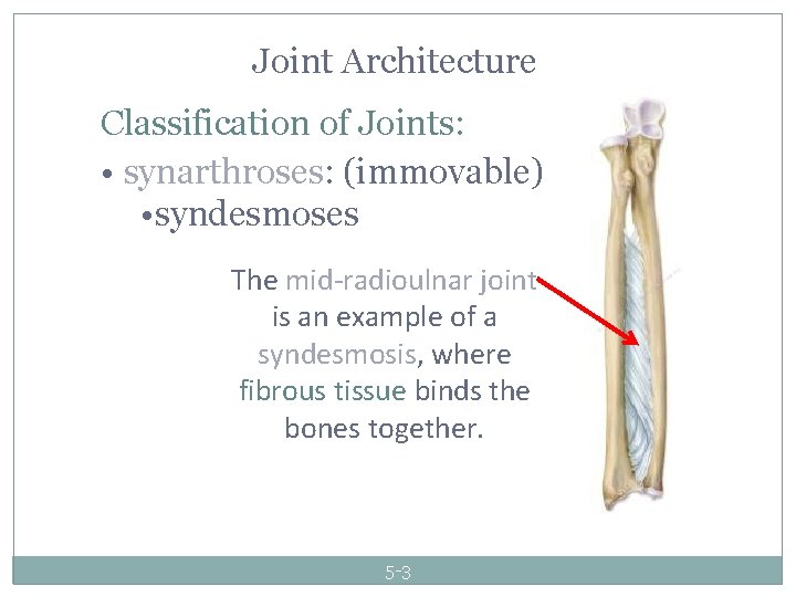 The Biomechanics of Human Skeletal Articulations 2012 The
