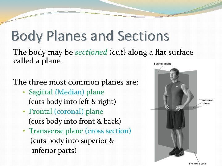 Body Planes and Sections The body may be sectioned (cut) along a flat surface Body Planes and Sections The body may be sectioned (cut) along a flat surface