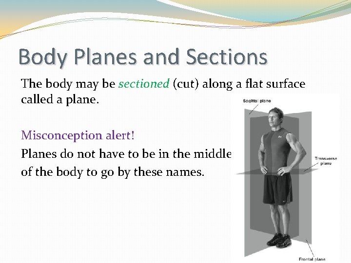 Body Planes and Sections The body may be sectioned (cut) along a flat surface Body Planes and Sections The body may be sectioned (cut) along a flat surface