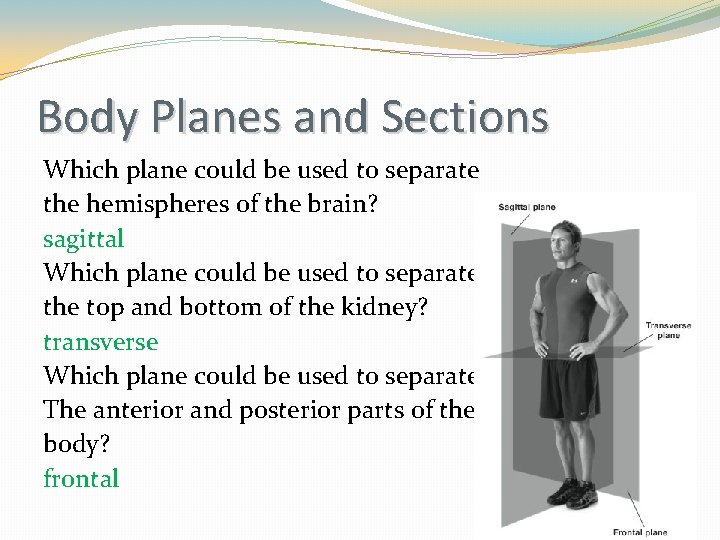Body Planes and Sections Which plane could be used to separate the hemispheres of