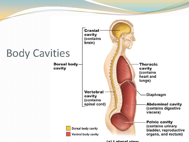 Body Cavities 