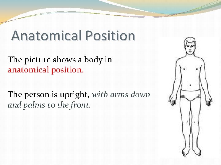 Anatomical Position The picture shows a body in anatomical position. The person is upright,