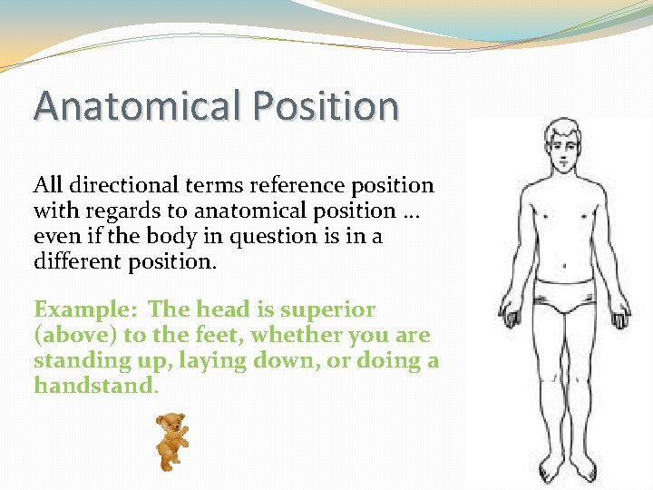 Anatomical Position All directional terms reference position with regards to anatomical position … even