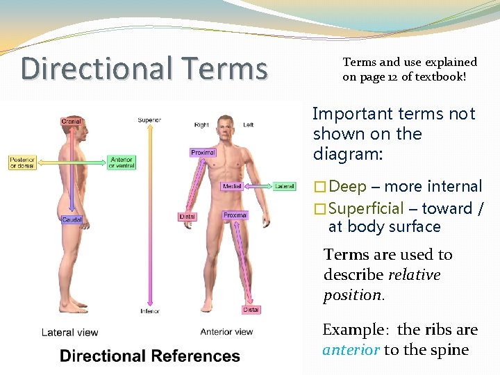 Directional Terms and use explained on page 12 of textbook! Important terms not shown Directional Terms and use explained on page 12 of textbook! Important terms not shown
