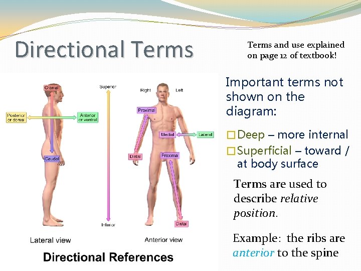 Directional Terms and use explained on page 12 of textbook! Important terms not shown