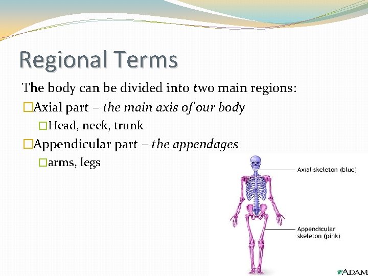 Regional Terms The body can be divided into two main regions: �Axial part –