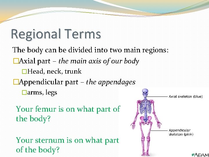 Regional Terms The body can be divided into two main regions: �Axial part –