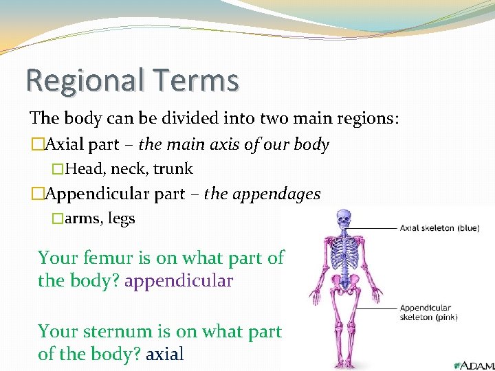 Regional Terms The body can be divided into two main regions: �Axial part –