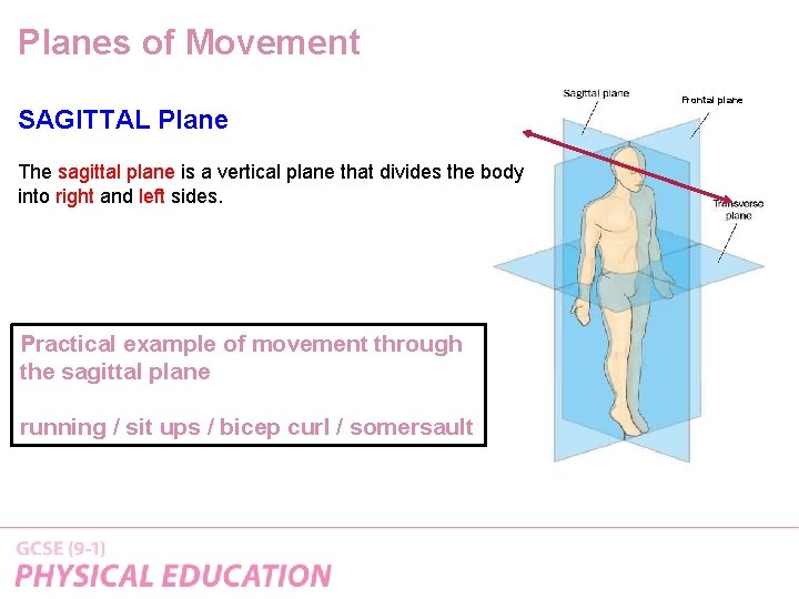 Planes of Movement SAGITTAL Plane The sagittal plane is a vertical plane that divides