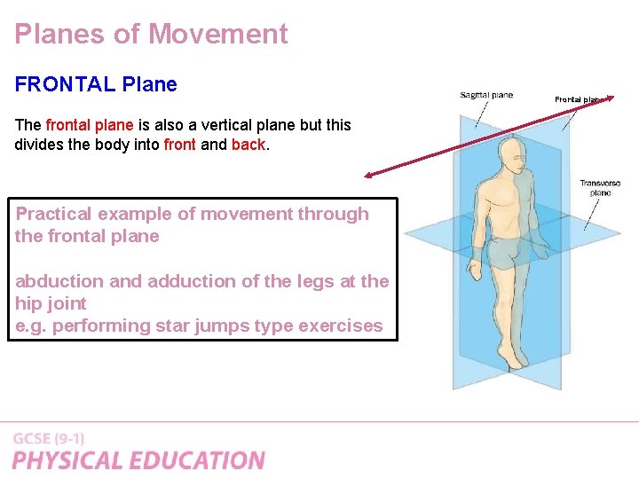 Planes of Movement FRONTAL Plane The frontal plane is also a vertical plane but