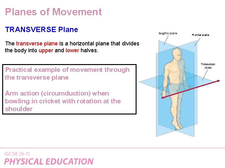 Planes of Movement TRANSVERSE Plane The transverse plane is a horizontal plane that divides