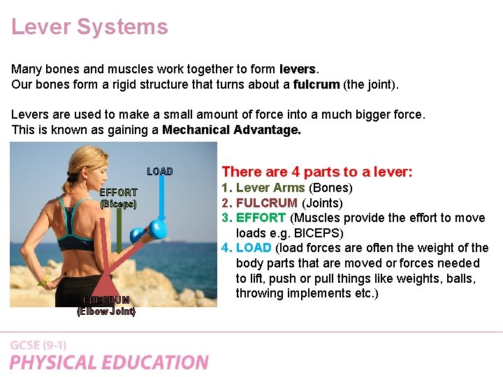 Lever Systems Many bones and muscles work together to form levers Our bones form