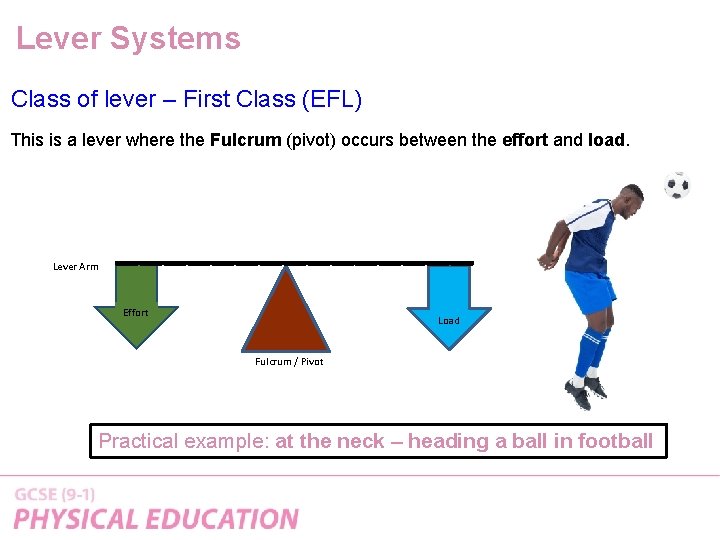 Lever Systems Class of lever – First Class (EFL) This is a lever where