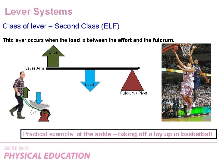 Lever Systems Class of lever – Second Class (ELF) This lever occurs when the