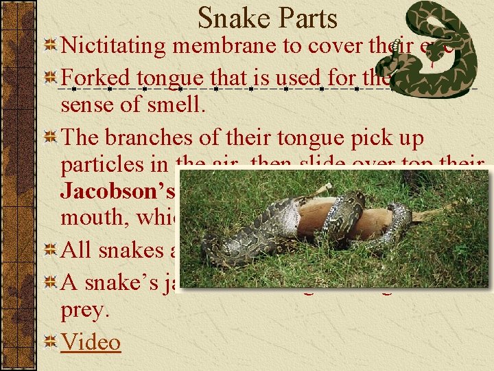 Snake Parts Nictitating membrane to cover their eyes. Forked tongue that is used for