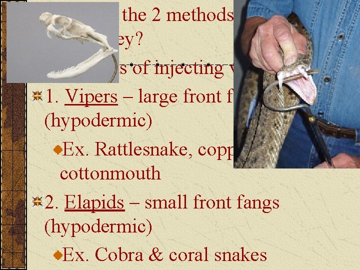 What are the 2 methods snakes use to kill its prey? 3 methods of