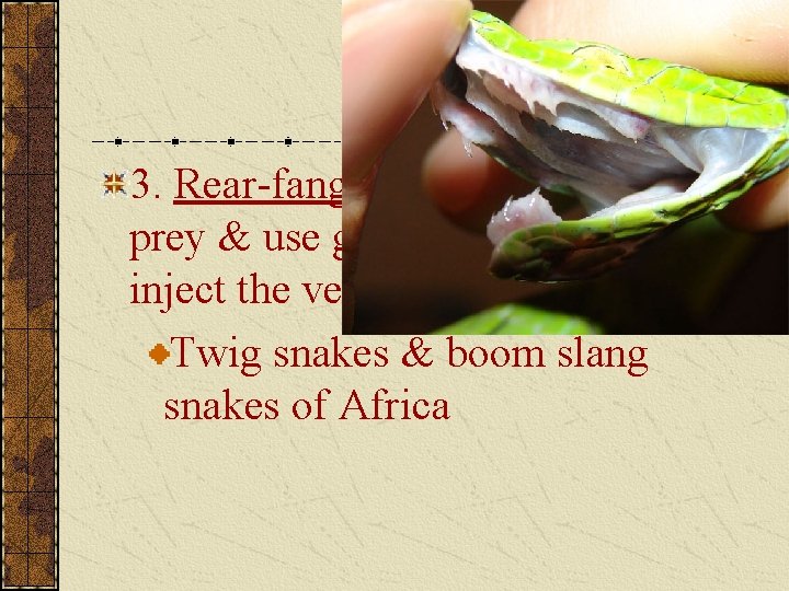 3. Rear-fanged snakes – bite the prey & use grooved back teeth to inject