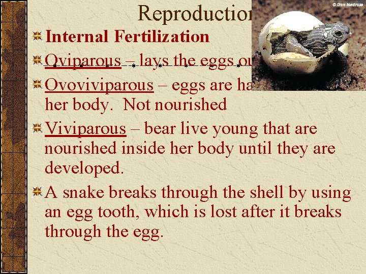 Reproduction Internal Fertilization Oviparous – lays the eggs outside her body. Ovoviviparous – eggs