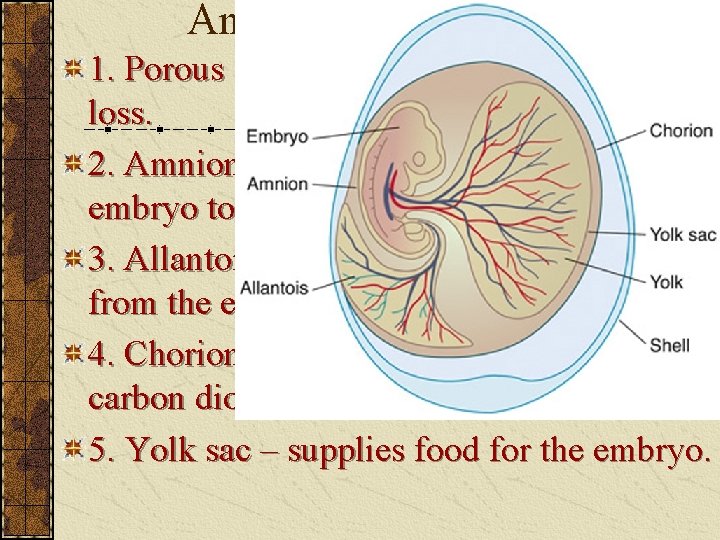 Amniote Egg ( 5 parts) 1. Porous shell – protects & prevents water loss.